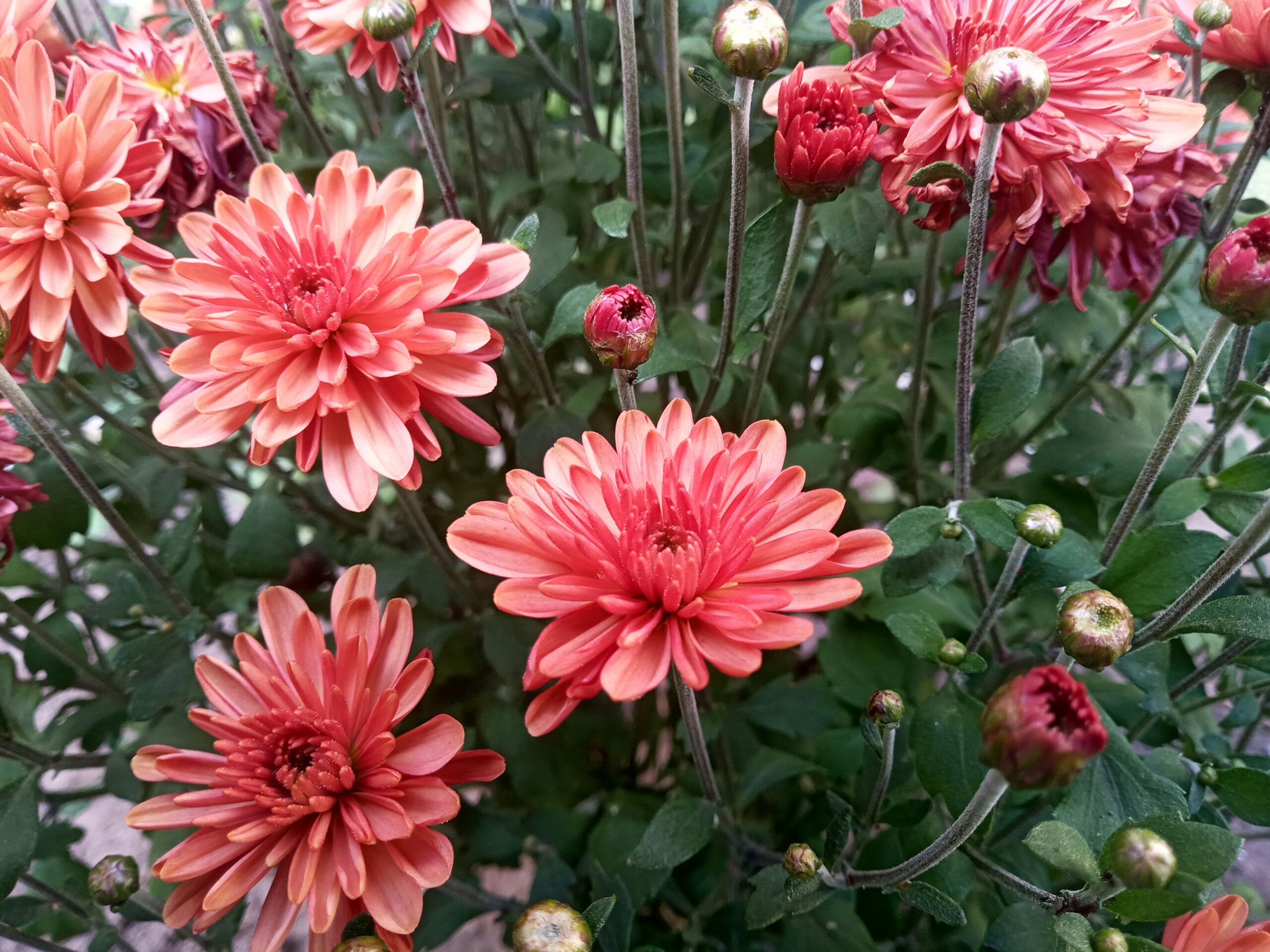 7 Gorgeous Flowers Martha is Starting From Seed Right Now