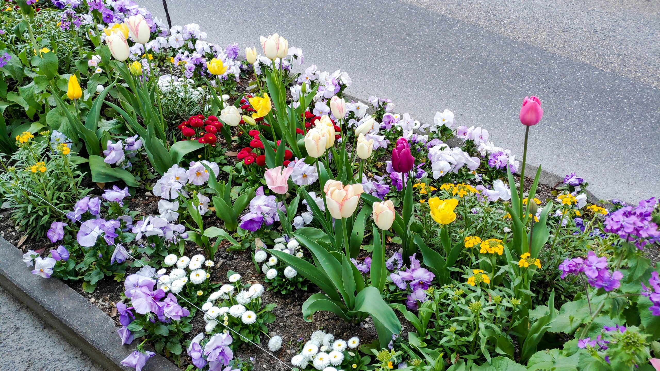 8 Bulbs to Plant Now for the Prettiest Flower Garden in Spring
