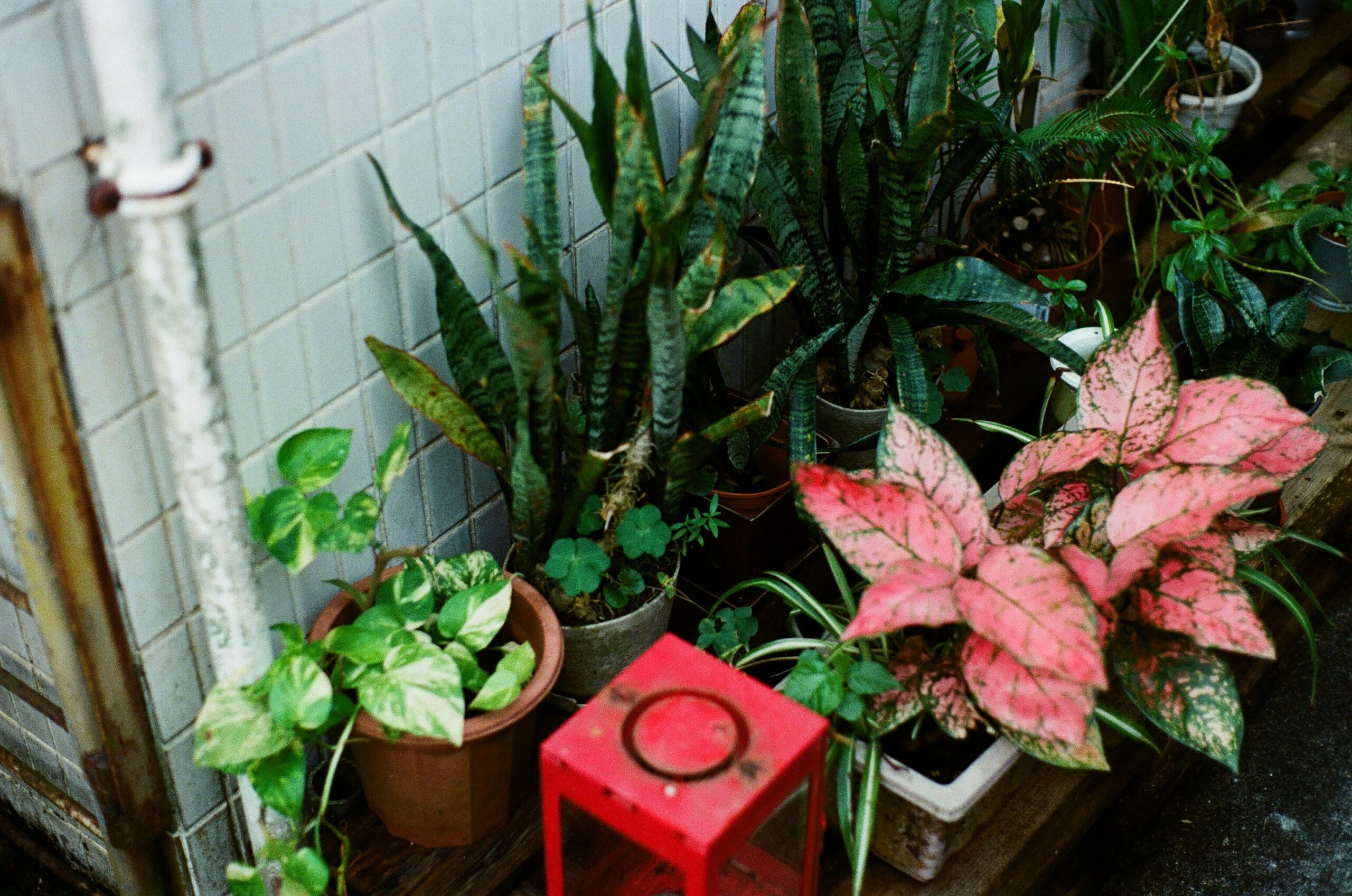 15 Humidity-Loving Plants That Will Thrive in Your Bathroom