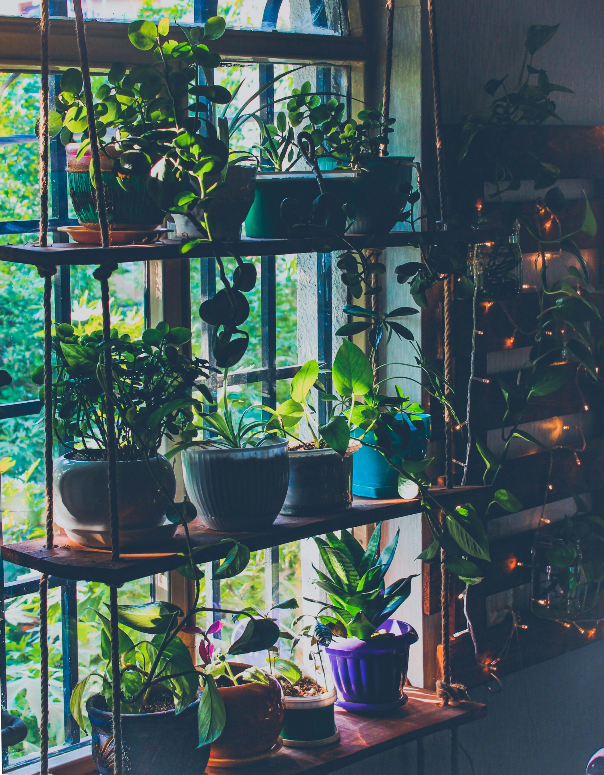The Fun Part: Choosing the Right Plants for Your Space and Lifestyle