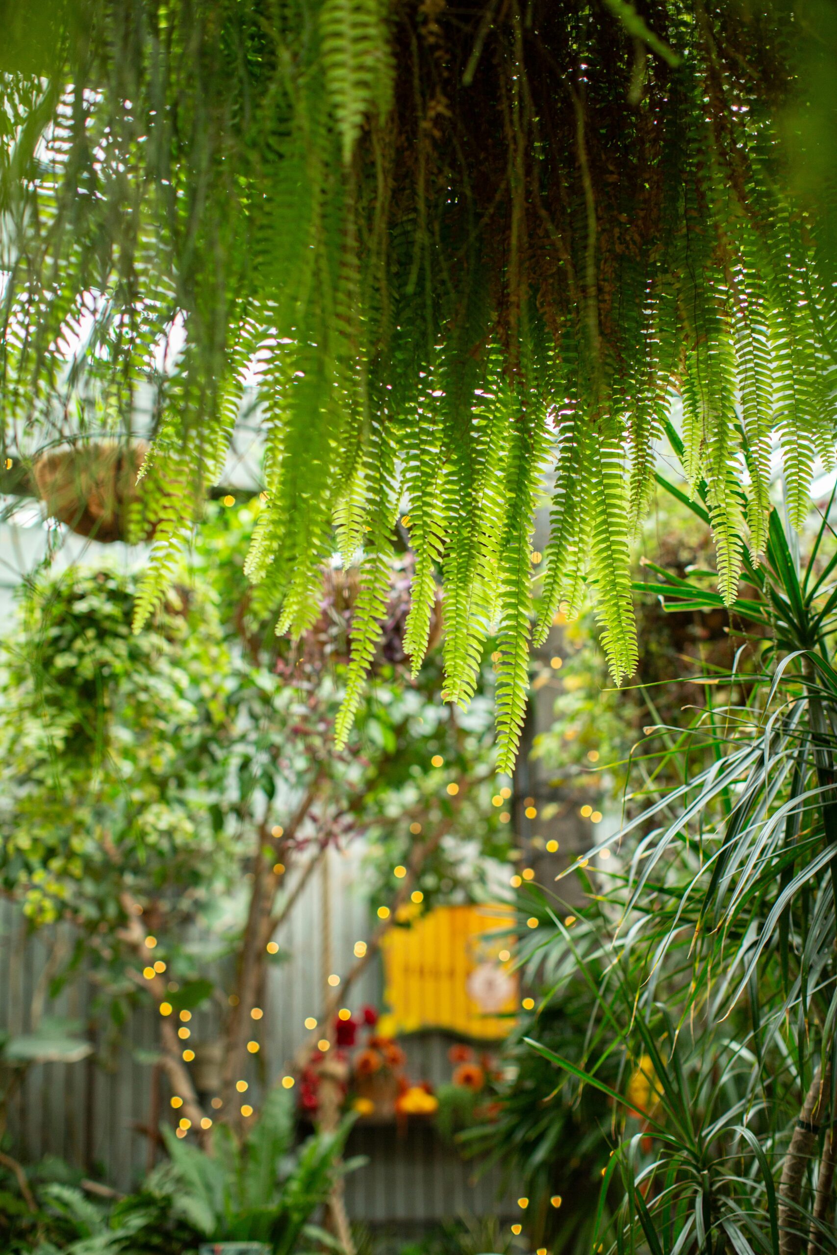Top 20 Trending Plants of 2024 and How to Care for Them
