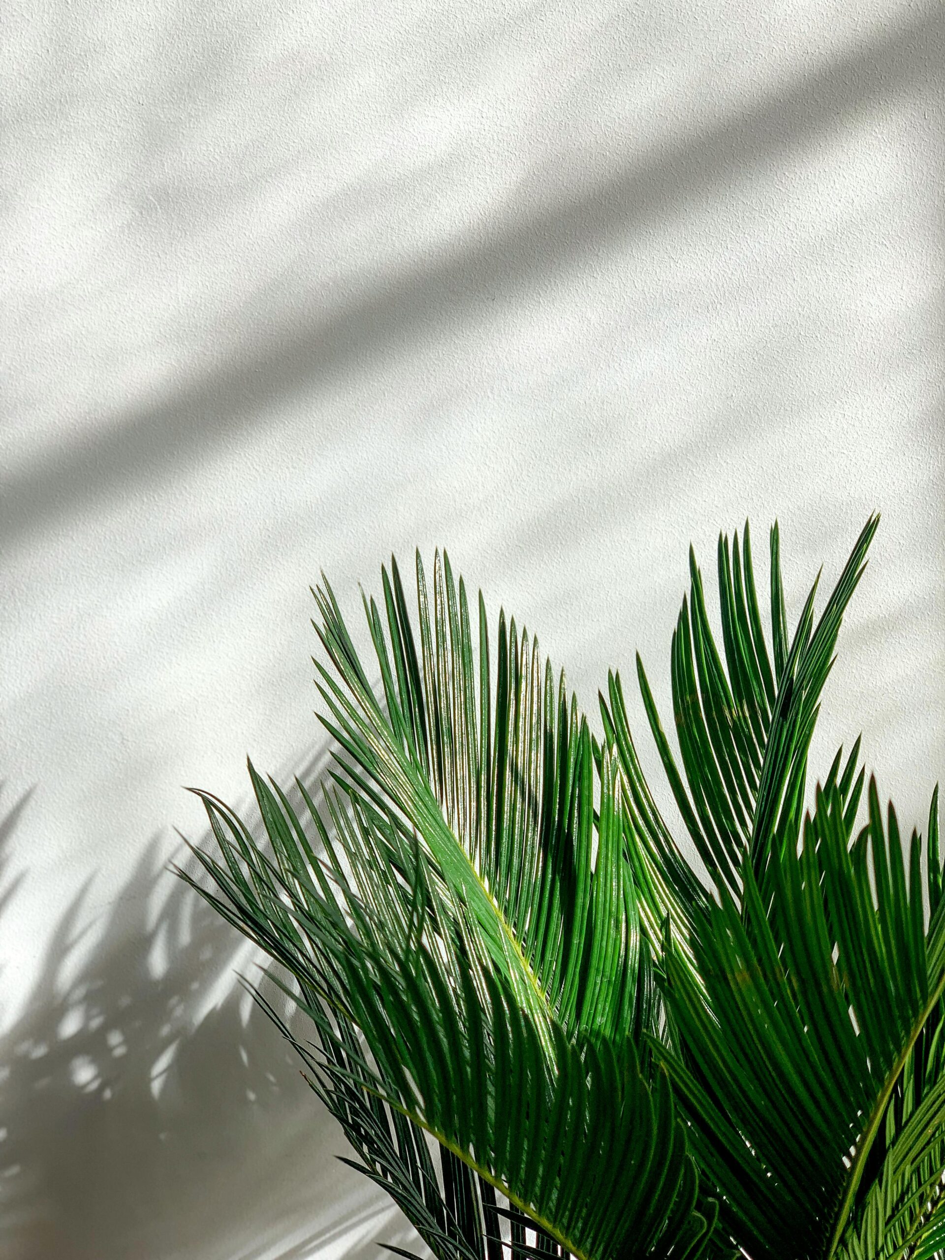 2025’s Houseplant Trends and Trending Indoor Plants