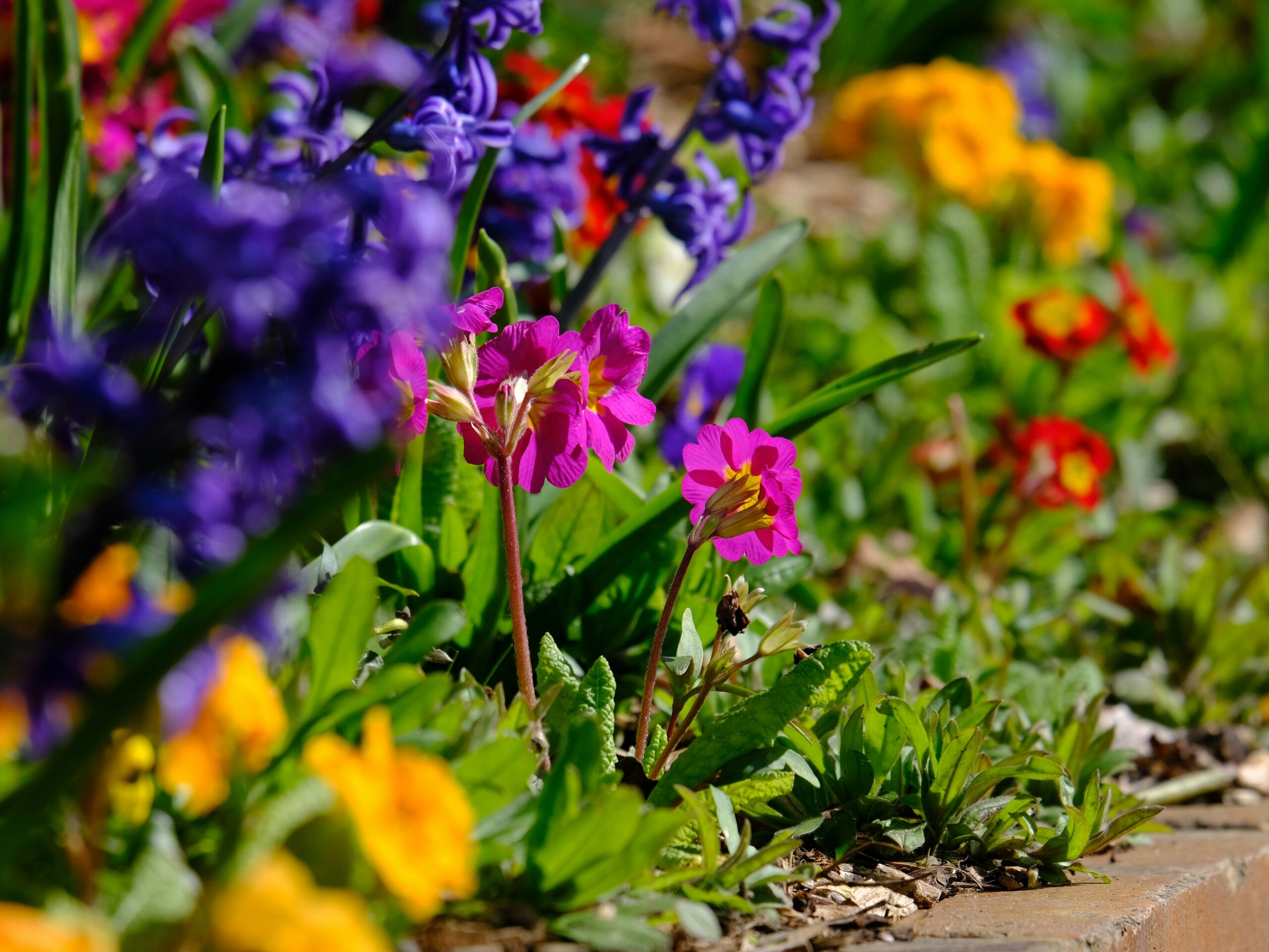 10 Things to Plant in April, from Colorful Perennials to Tasty Veggies