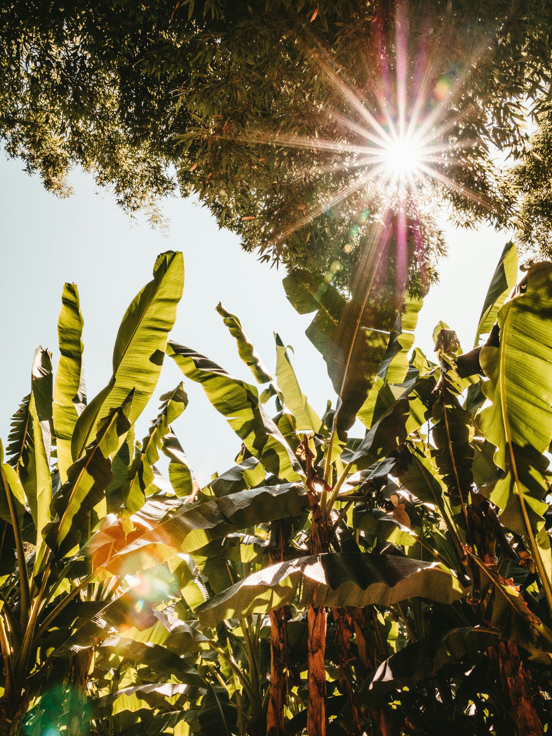 What Does Indirect Sunlight Mean for Your Plants—and How Do You Create It?