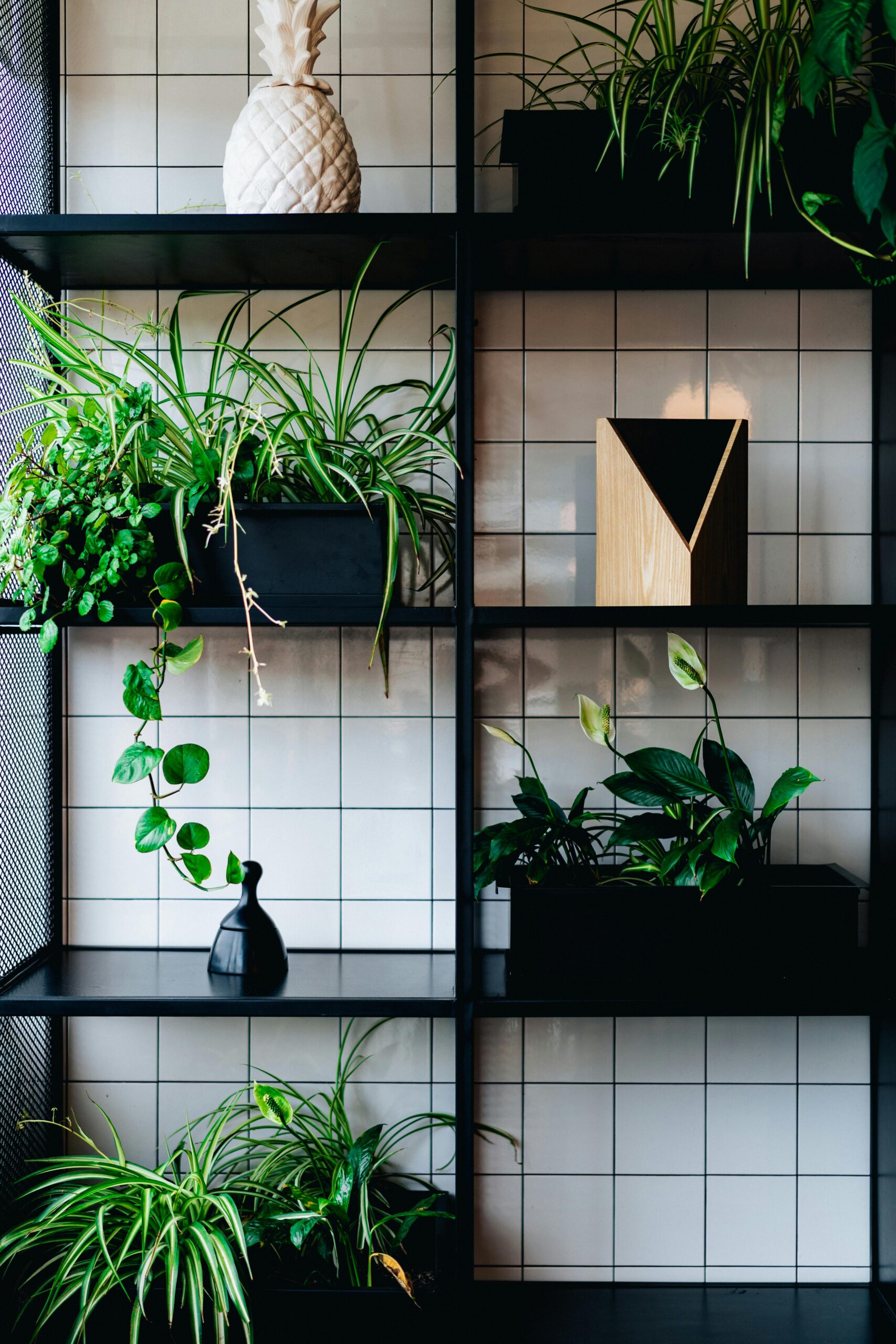 2025’s Houseplant Trends and Trending Indoor Plants