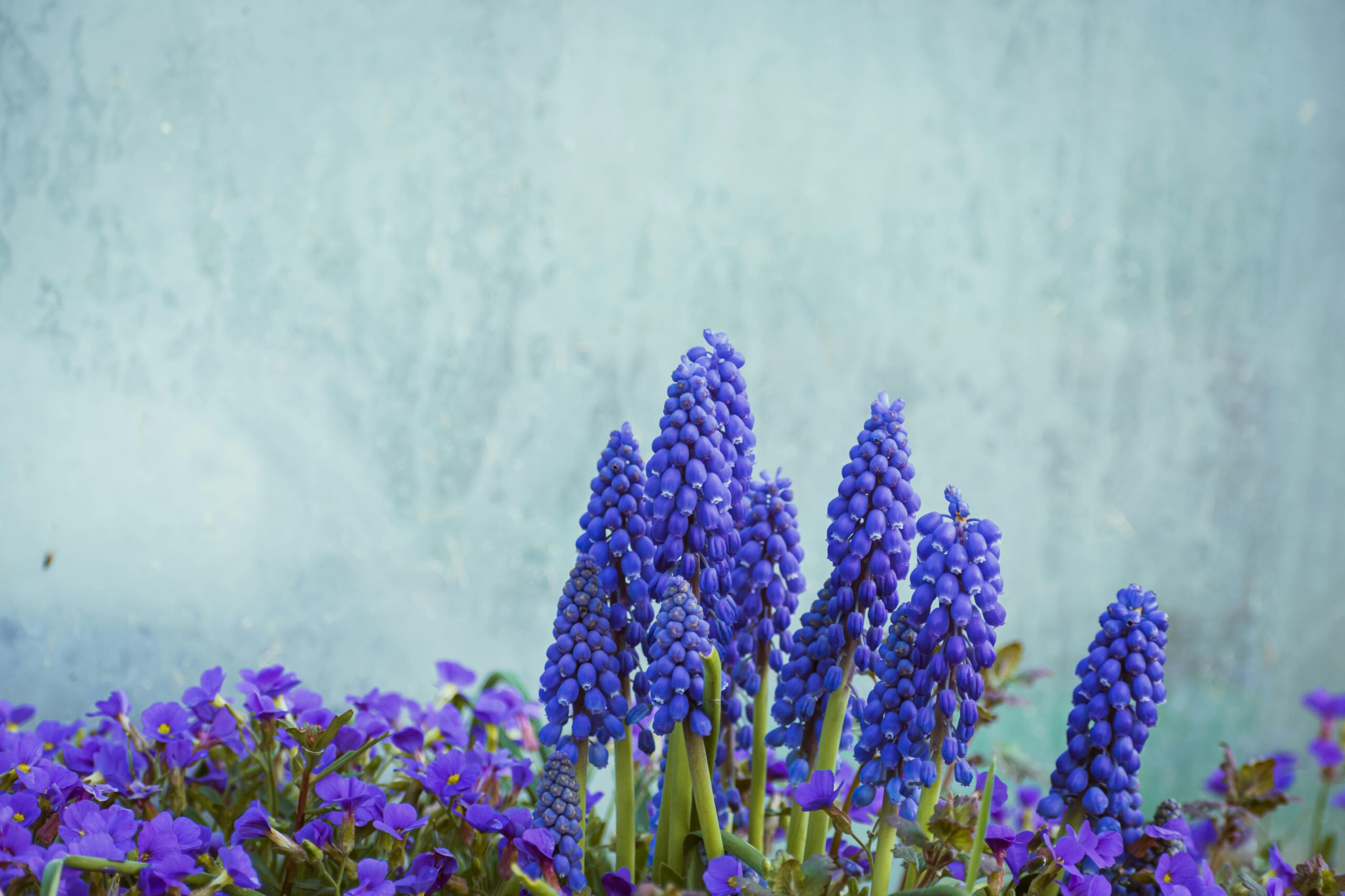 Growing the Blues with Grape Hyacinths