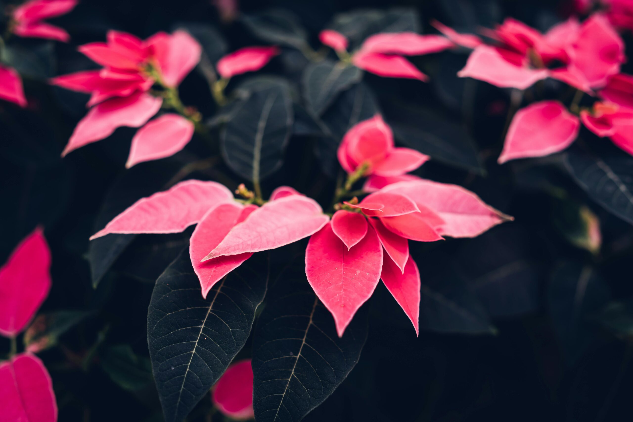 Annuals That Can Take the Cold