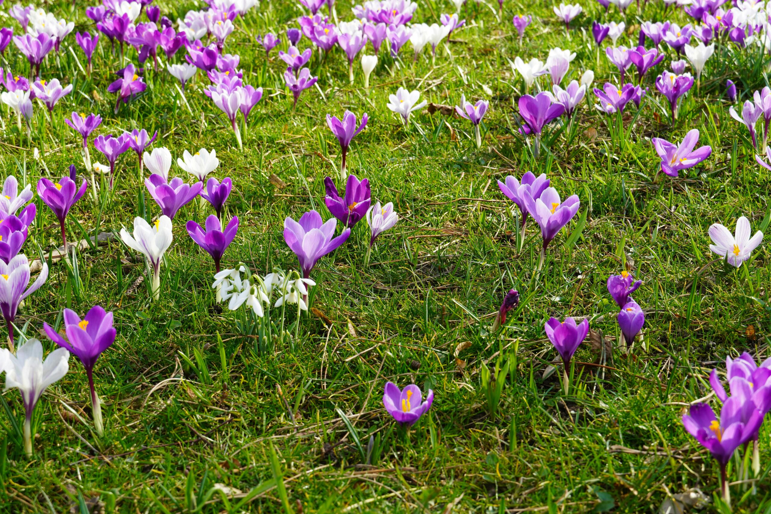 Converting a Lawn to Flawn- A Flowering Lawn
